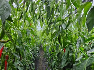 전봉우(채미농원)님의 고추 · 일상 작성글 사진