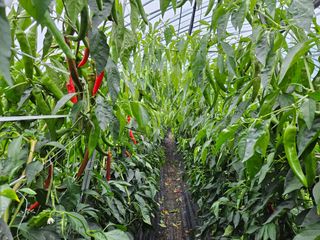 전봉우(채미농원)님의 고추 · 일상 작성글 사진