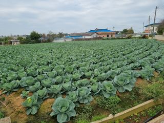 민들레님의 양배추 · 자유게시판 작성글 사진