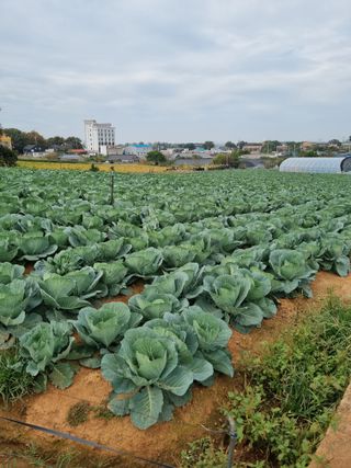 민들레님의 양배추 · 자유게시판 작성글 사진