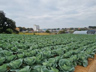 민들레님의 양배추 · 자유게시판 작성글 사진
