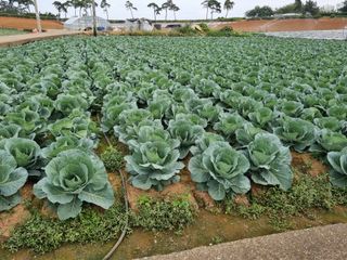 민들레님의 양배추 · 자유게시판 작성글 사진