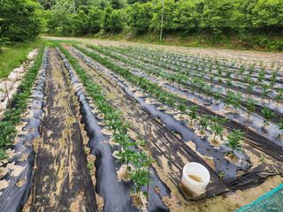 임옥애님의 작목반 소개하고 지원받기 · 참여글 작성글 사진