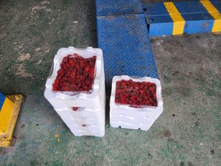 임옥애님의 작목반 소개하고 지원받기 · 참여글 작성글 사진