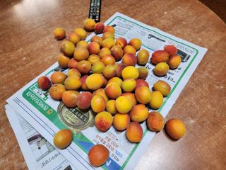 임옥애님의 작목반 소개하고 지원받기 · 참여글 작성글 사진