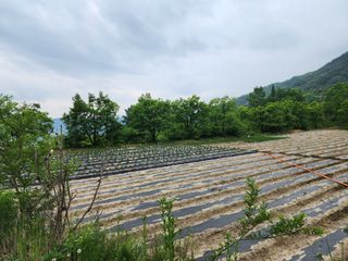 임옥애님의 작목반 소개하고 지원받기 · 참여글 작성글 사진