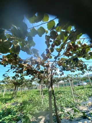 대원농장님의 가을 농장 자랑해주세요🧑‍🌾 · 참여글 작성글 사진