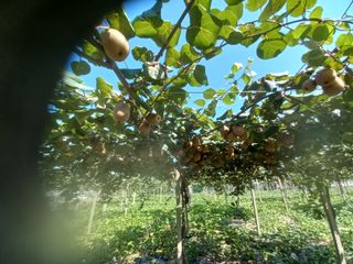 대원농장님의 가을 농장 자랑해주세요🧑‍🌾 · 참여글 작성글 사진