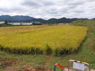 조위래님의 가을 농장 자랑해주세요🧑‍🌾 · 참여글 작성글 사진