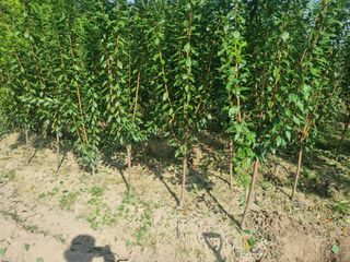 일심묘목농원님의 기타작물 · 자유게시판 작성글 사진