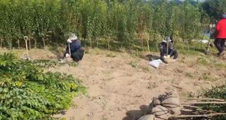 일심묘목농원님의 기타작물 · 자유게시판 작성글 사진