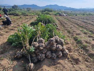 일심묘목농원님의 기타작물 · 자유게시판 작성글 사진
