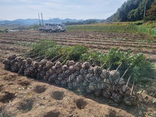 일심묘목농원님의 기타작물 · 자유게시판 작성글 사진