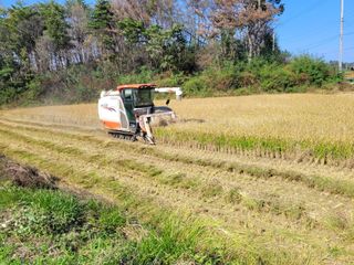 김근배님의 벼 · 영농일지 작성글 사진