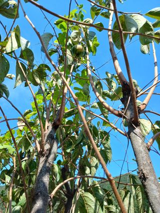 이상애초보농업님의 감 · 자유게시판 작성글 사진