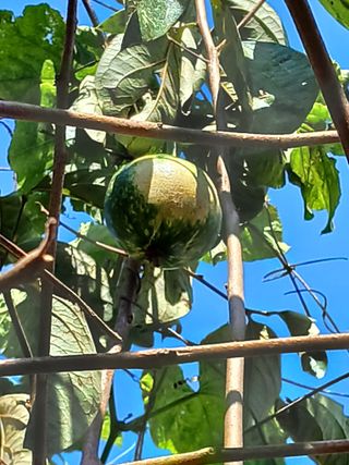 이상애초보농업님의 감 · 자유게시판 작성글 사진