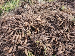 이창신님의 가을 농장 자랑해주세요🧑‍🌾 · 참여글 작성글 사진