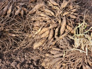 이창신님의 가을 농장 자랑해주세요🧑‍🌾 · 참여글 작성글 사진