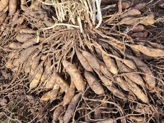 이창신님의 가을 농장 자랑해주세요🧑‍🌾 · 참여글 작성글 사진