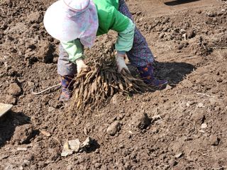 이창신님의 가을 농장 자랑해주세요🧑‍🌾 · 참여글 작성글 사진