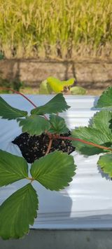 팜모닝 딸기·영농일지 게시글 이미지