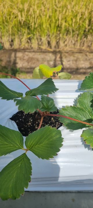 박원영님의 딸기 · 영농일지 작성글 사진