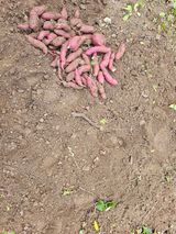 팜모닝 고구마·자유게시판 게시글 이미지