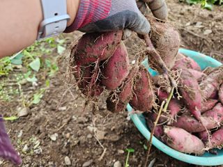 김윤숙님의 고구마 · 자유게시판 작성글 사진