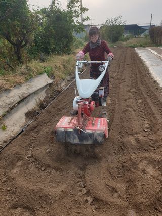 노경자님의 양파 · 영농일지 작성글 사진