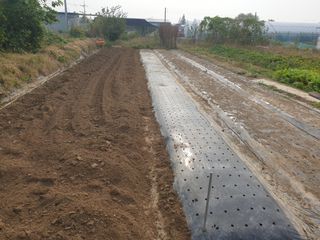 노경자님의 양파 · 영농일지 작성글 사진