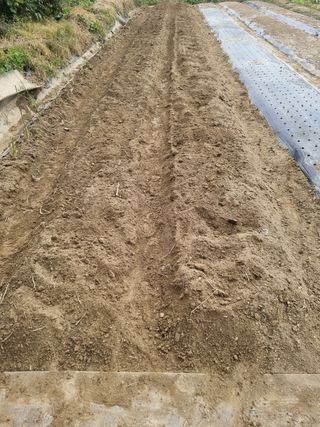 노경자님의 양파 · 영농일지 작성글 사진