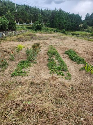 도깨비윤샘 님의 토마토 · 영농일지 작성글 사진
