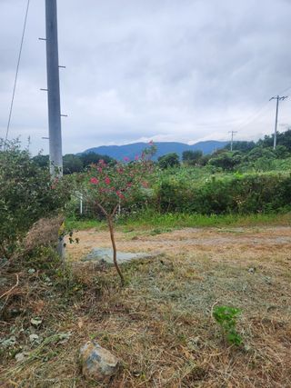 도깨비윤샘 님의 토마토 · 영농일지 작성글 사진