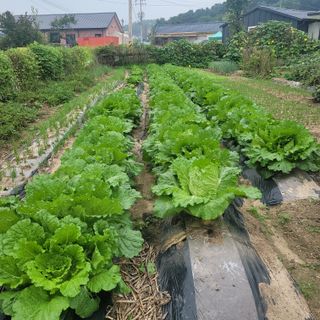(조태성)님의 가을 농장 자랑해주세요🧑‍🌾 · 참여글 작성글 사진