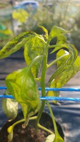 팜모닝 고추·병해충상담 게시글 이미지