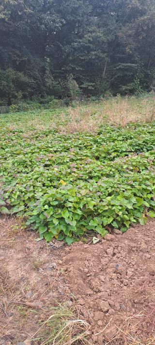 용호님의 고구마 · 영농일지 작성글 사진