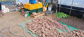 용호님의 고구마 · 영농일지 작성글 사진