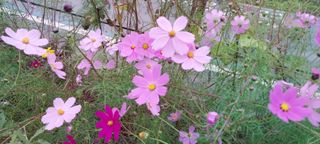 정진해님의 자유주제 · 사진전 작성글 사진