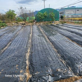 아림농장 대저2동 님의 가을 농장 자랑해주세요🧑‍🌾 · 참여글 작성글 사진