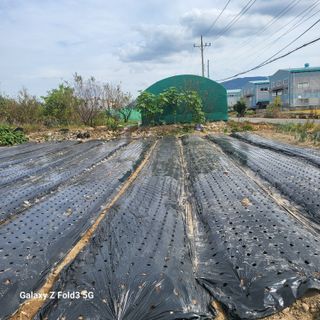 아림농장 대저2동 님의 가을 농장 자랑해주세요🧑‍🌾 · 참여글 작성글 사진