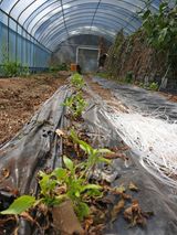 팜모닝 고추·영농일지 게시글 이미지