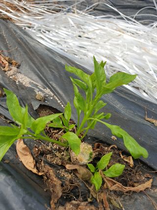 샤이니바다님의 고추 · 영농일지 작성글 사진