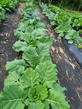 정금석님의 배추·결구기 농작업 작성글 사진