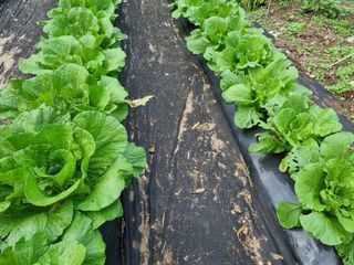 정금석님의 배추 · 결구기 농작업 작성글 사진