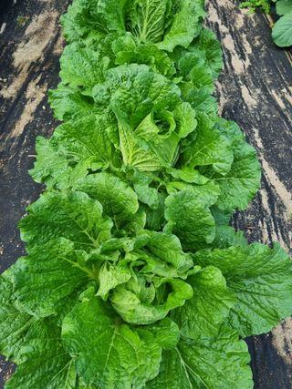 정금석님의 배추 · 결구기 농작업 작성글 사진