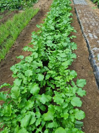 정금석님의 배추 · 결구기 농작업 작성글 사진