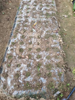 정금석님의 배추 · 결구기 농작업 작성글 사진