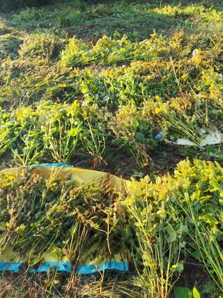 유외선님의 가을 농장 자랑해주세요🧑‍🌾 · 참여글 작성글 사진