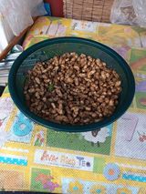 팜모닝 가을 농장 자랑해주세요🧑‍🌾·참여글 게시글 이미지