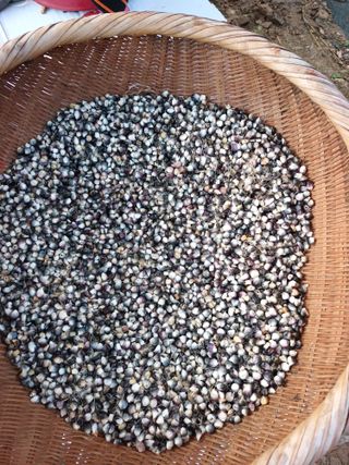 유외선님의 가을 농장 자랑해주세요🧑‍🌾 · 참여글 작성글 사진